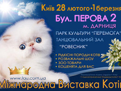 Международная выставка кошек в Киеве
