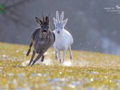 «ЛЕНЕРДЖІ – кращі фото природи»