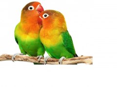 19-20 жовтня виставка птахів і тераріумних тварин «TropicPets»