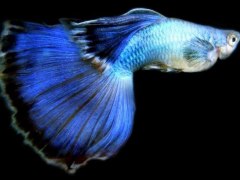 28-29 вересня - Третій чемпіонат Гуппі в Києві