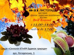 8-11 листопада виставка африканських фіалок і рідкісних екзотичних рослин