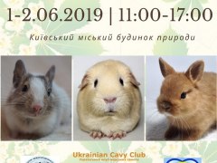 1 - 2 червня 2019 року у місті Київ виставка морських свинок, карликових кроликів та дегу