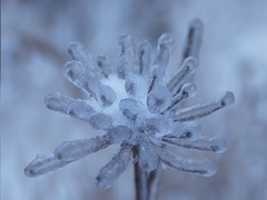 Виставка квітів Снігової Королеви