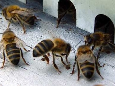 Музей бджільництва у Києві