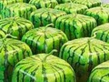 Квадратные арбузы из Японии