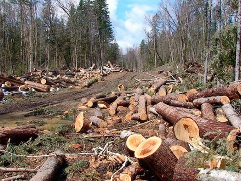 На Львівщині викрито посадовців, через яких незаконно вирубили 5 га лісів