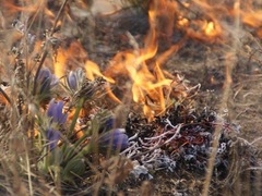 Киян закликали бути обережнішими з вогнем, щоб не «спалити» природу