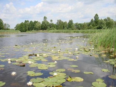 У Київській області з’явиться великий заповідник