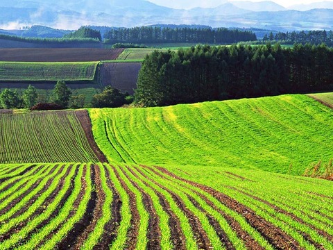 Мораторій на продаж землі діятиме з 1 січня 2020 року