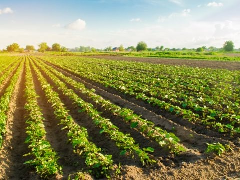 Мораторій на продаж землі: топ-5 фактів про заборону