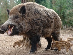 Кабани в Латвії лякають людей