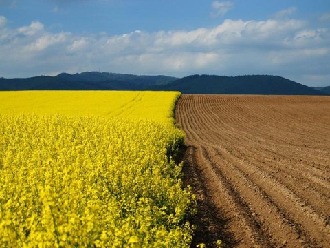 Вільних земель в Україні практично не залишилося — експерт