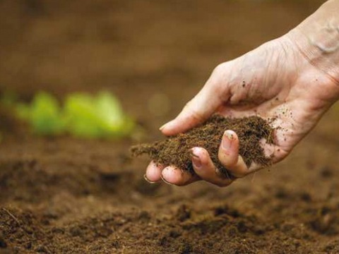 Україна займає перше місце в світі за рівнем розораності земель