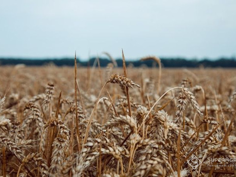 В агросекторі скорочується кількість штатних працівників
