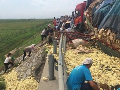 Курчата спричинили кілометрові затори у Китаї