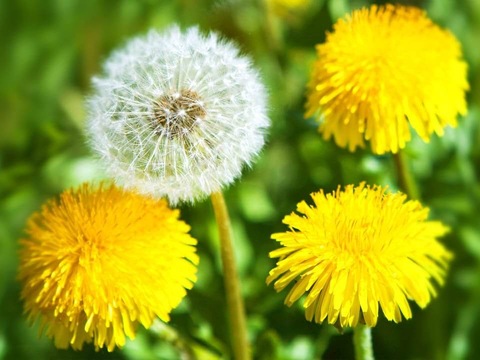 Вчені назвали кульбабу засобом профілактики раку