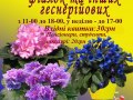 22-25 жовтня виставка фіалок на Рогнідинській