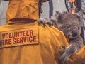 Пожежі в Австралії: скільки тварин загинуло