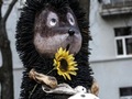 У Києві демонтували скульптуру «Їжачка в тумані»