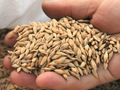 Країна може виробити понад 100 млн тонн зерна