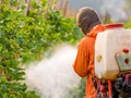 Продажі хімічних пестицидів в Німеччині впали до 10-річного мінімуму