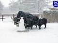 Тварини Київського зоопарку під час снігопаду: казкові фото