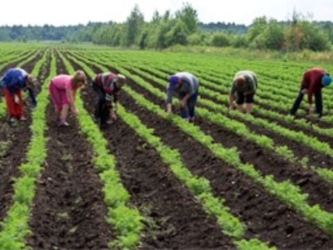 В Україні будуть навчати фермерів на демонстраційних учбових полях