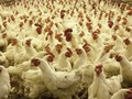 Більше 10 країн заборонили імпорт курятини з України — МХП
