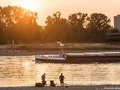 Аномальна спека призвела до масової загибелі риби в Рейні