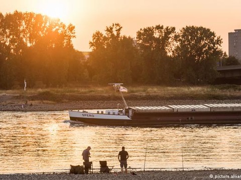 Аномальна спека призвела до масової загибелі риби в Рейні