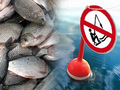 З початком нересту вступає в силу щорічна заборона на вилов риби