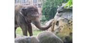 У Київському зоопарку слону зробили важливі процедури