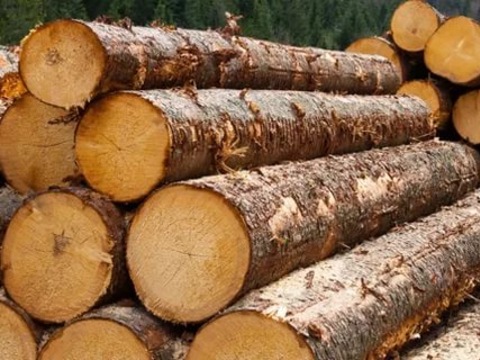 В Україні запрацює облік деревини