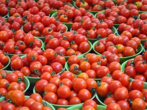 Урожайність томатів зросла на третину через пестициди