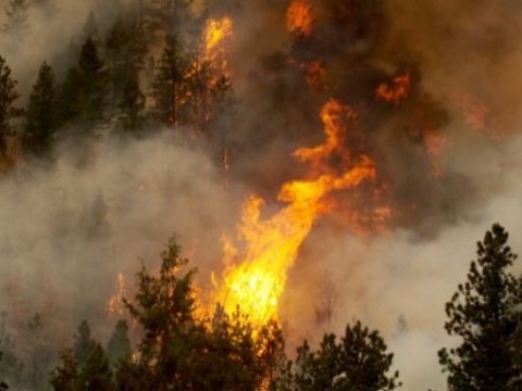 У Швеції спалахують маштабні пожежі через аномальну спеку