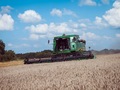 Аграрії США зібрали 96 % озимої пшениці — USDA