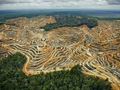 Влада Бразилії удвічі пришвидшила знищення амазонських лісів
