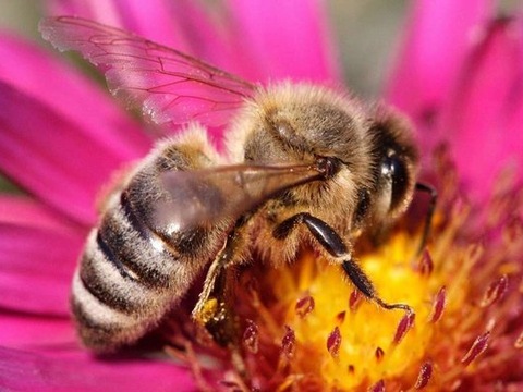 У Бразилії за три місяці загинули 500 млн бджіл. Чому?