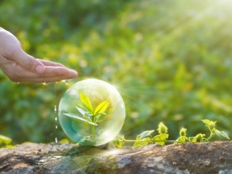 ООН оголосила 2020-й Міжнародним роком здоров’я рослин